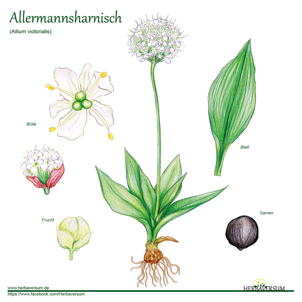 Detail-Zeichnung Allermannsharnisch