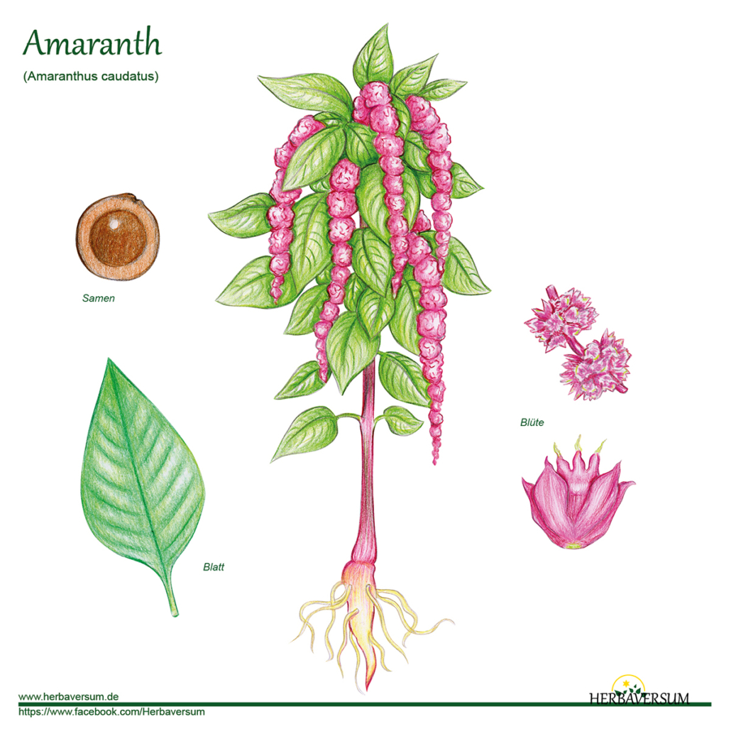 Detail-Zeichnung Amaranth