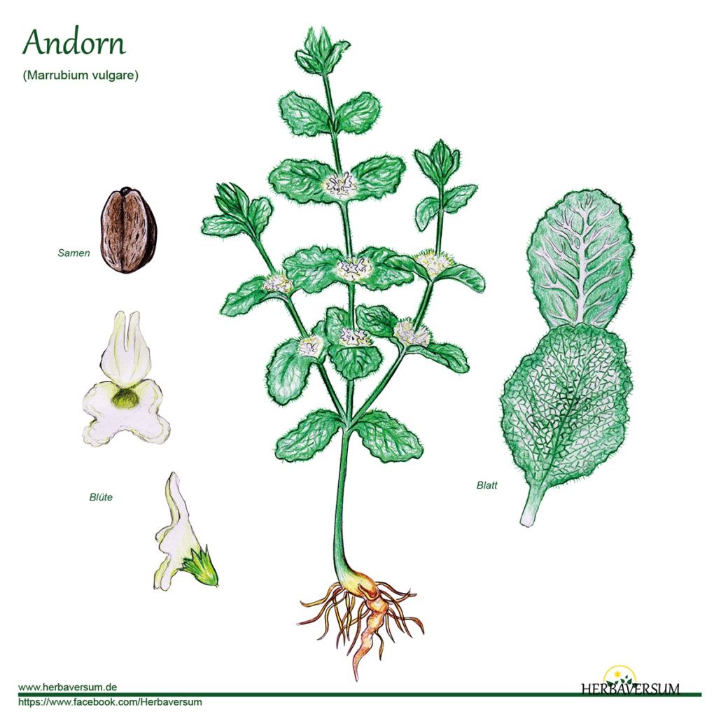 Detail-Zeichnung Andorn