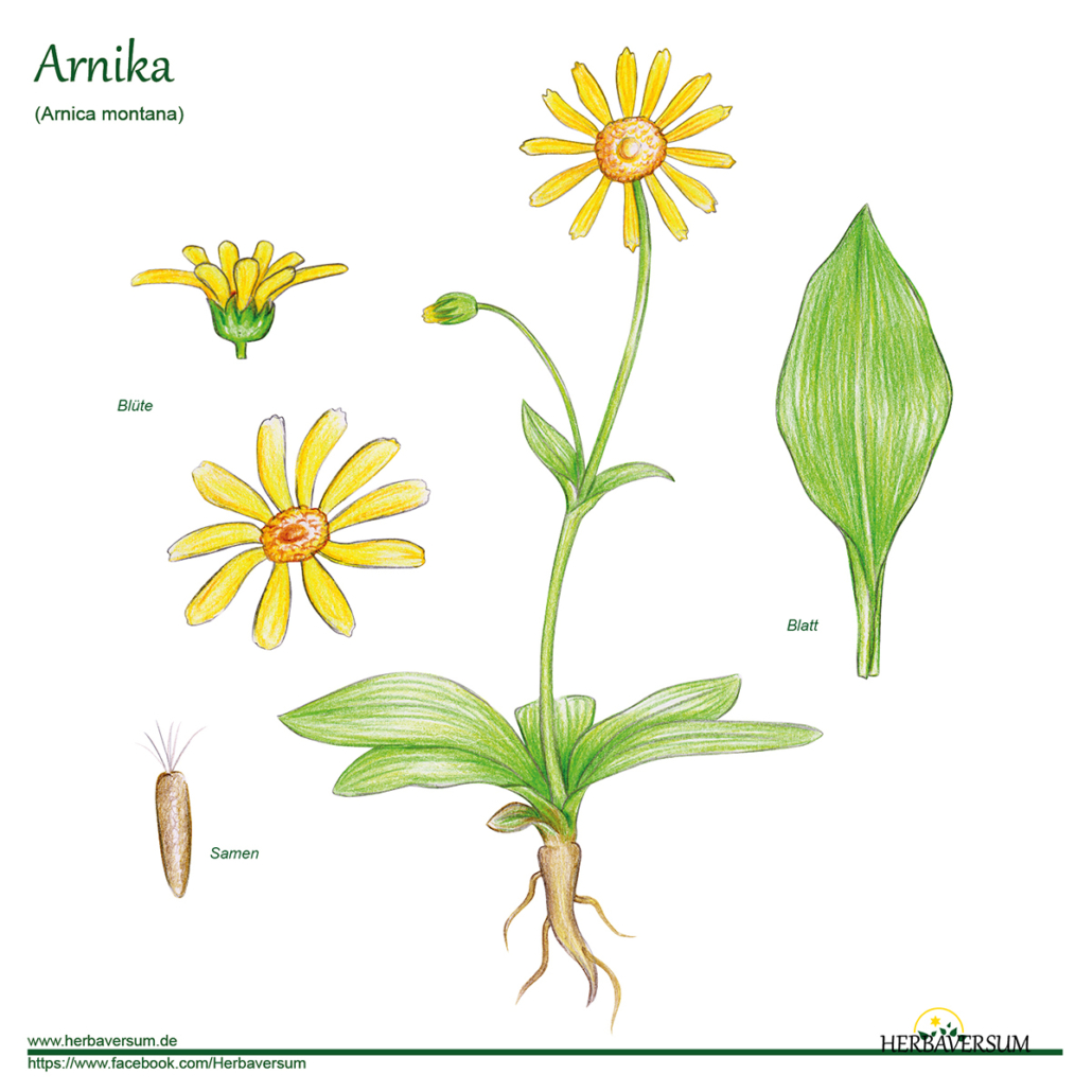Detail-Zeichnung Arnika