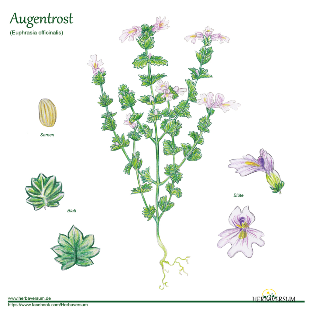 Detail-Zeichnung Augentrost