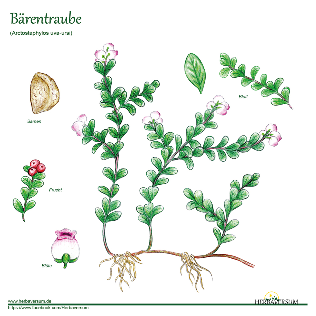 Detail-Zeichnung Bärentraube