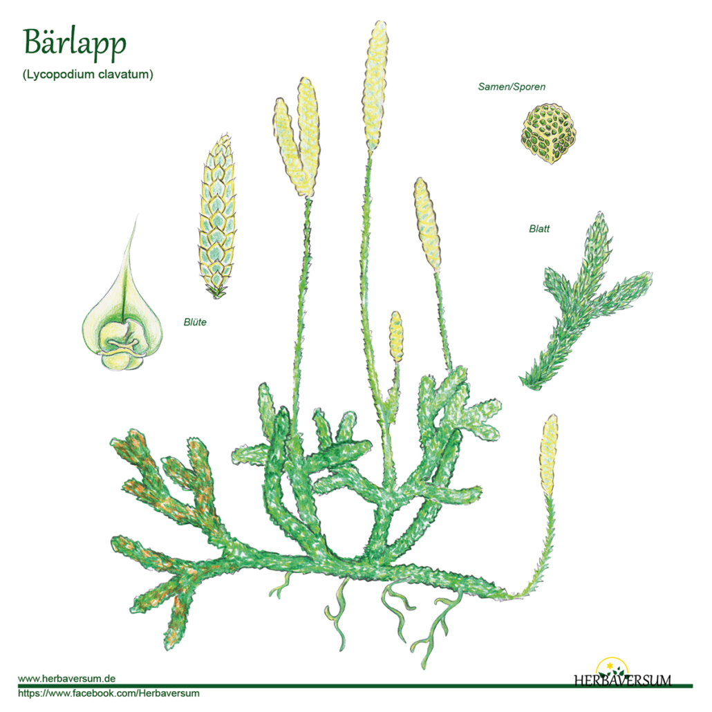 Detail-Zeichnung Bärlapp