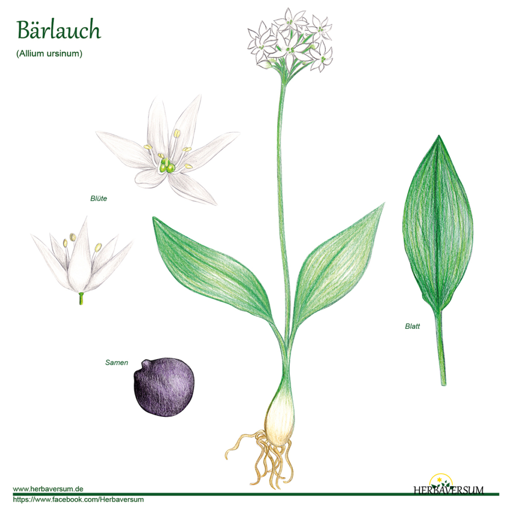 Detail-Zeichnung Bärlauch