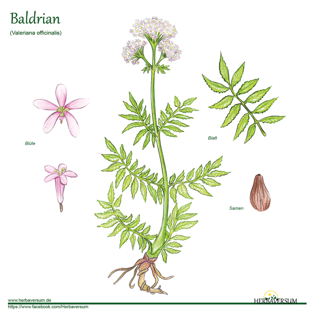 Detail-Zeichnung Baldrian