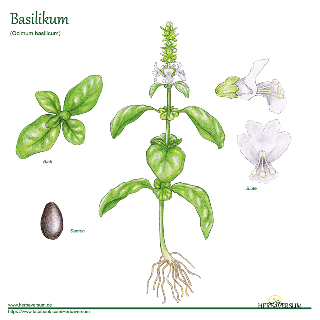 Detail-Zeichnung Basilikum