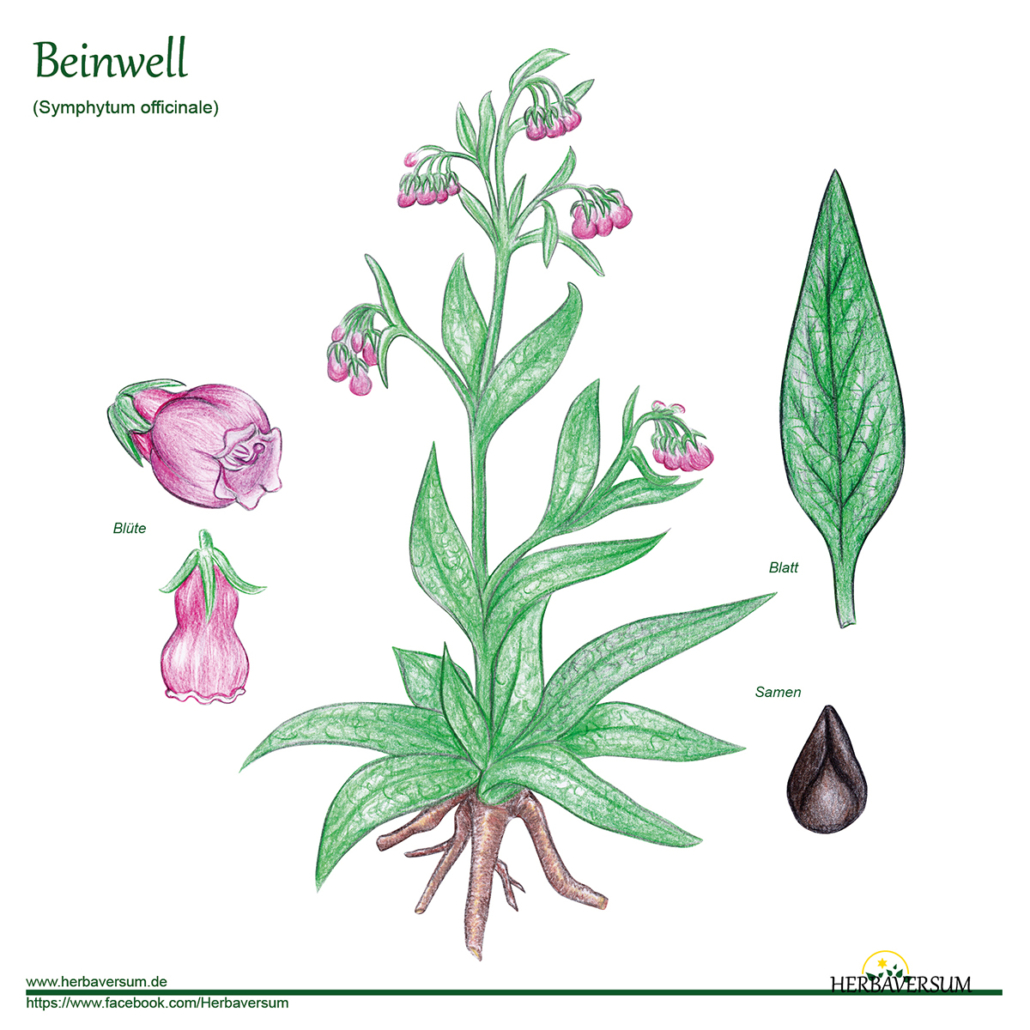 Detail-Zeichnung Beinwell