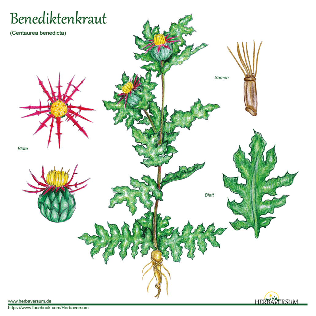 Detail-Zeichnung Benediktenkraut