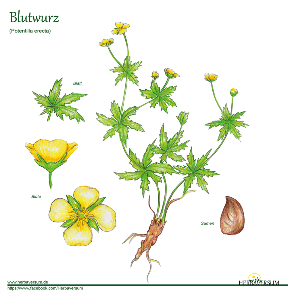 Detail-Zeichnung Blutwurz