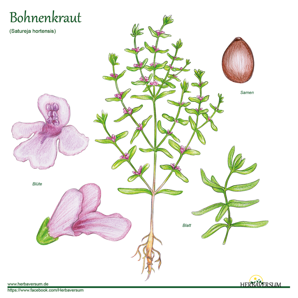 Detail-Zeichnung Bohnenkraut