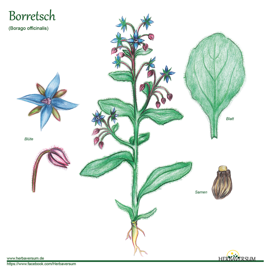 Detail-Zeichnung Borretsch