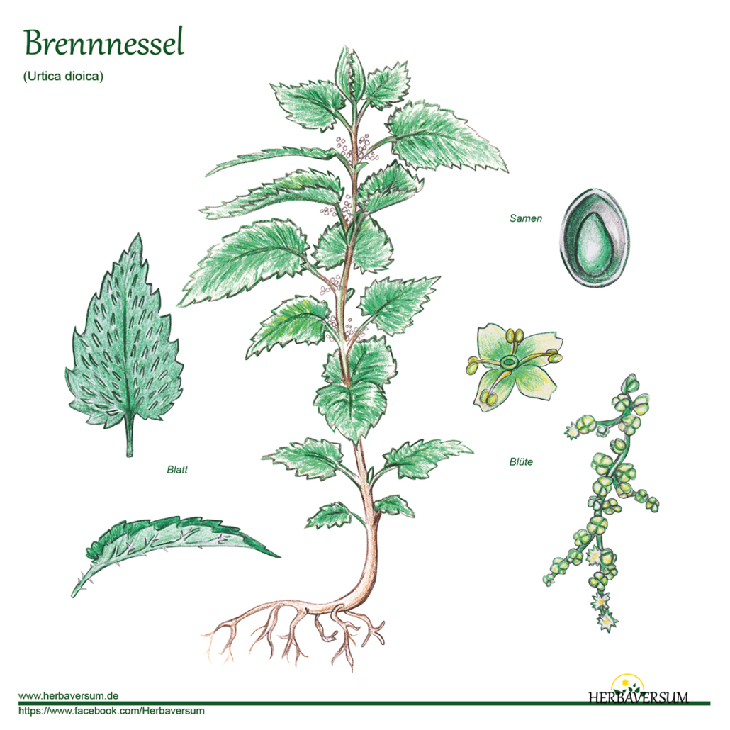 Detail-Zeichnung Brennnessel