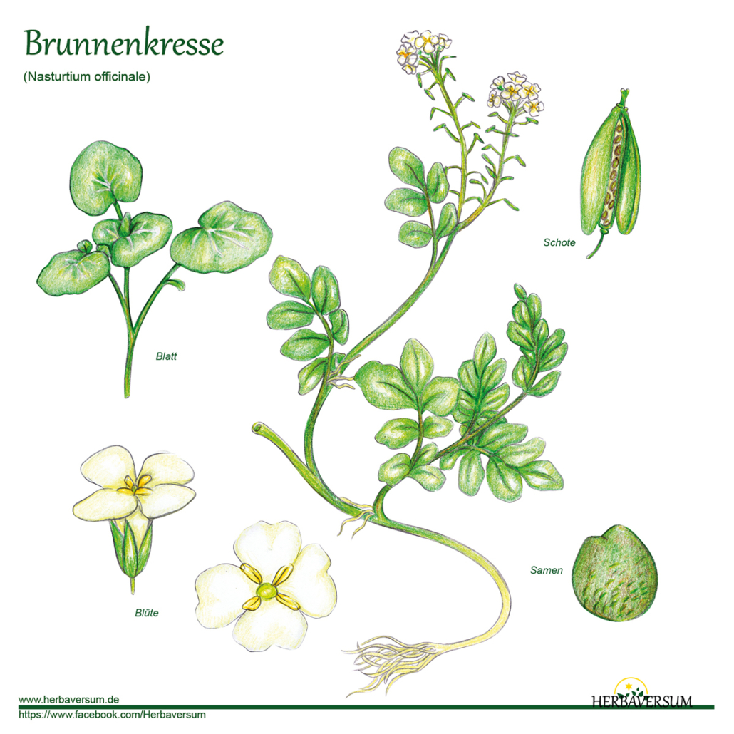 Detail-Zeichnung Brunnenkresse