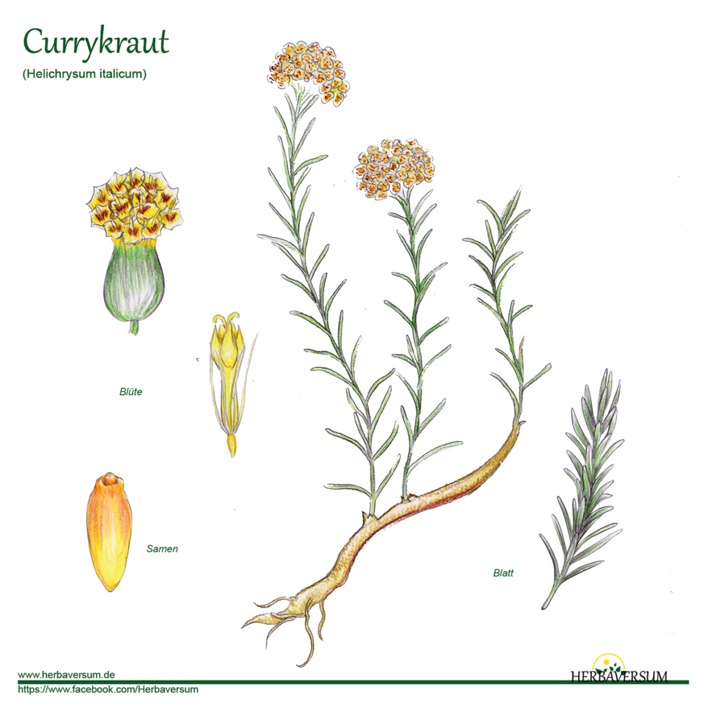 Detail-Zeichnung Currykraut