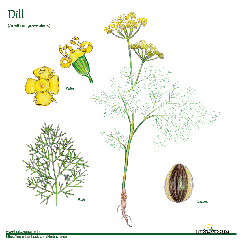 Detail-Zeichnung Dill