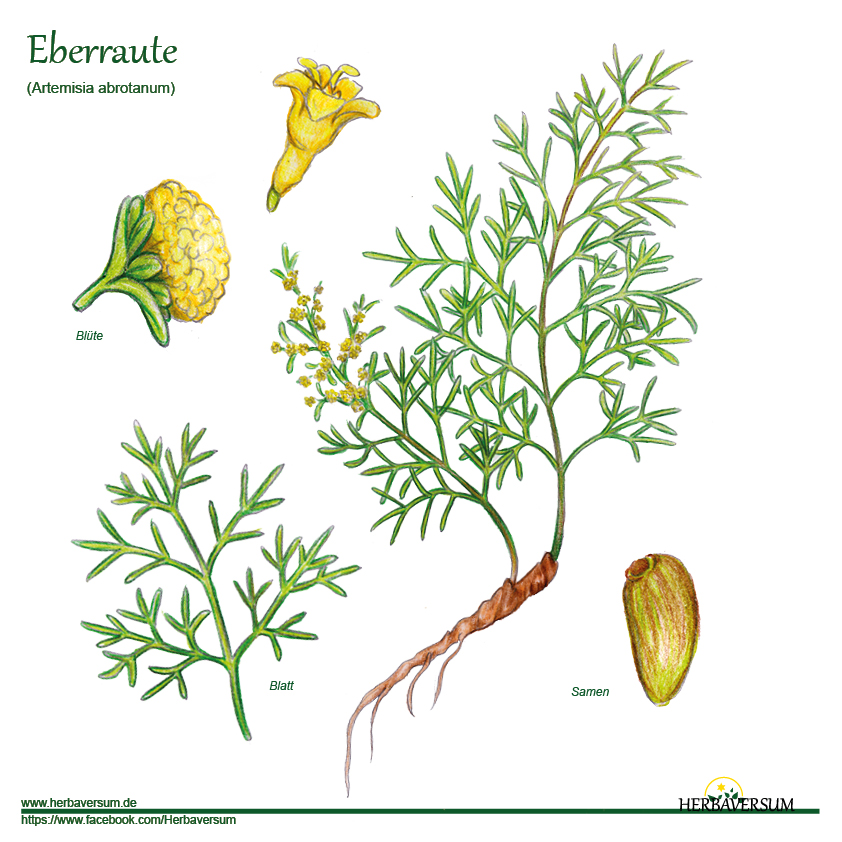 Detail-Zeichnung Eberraute