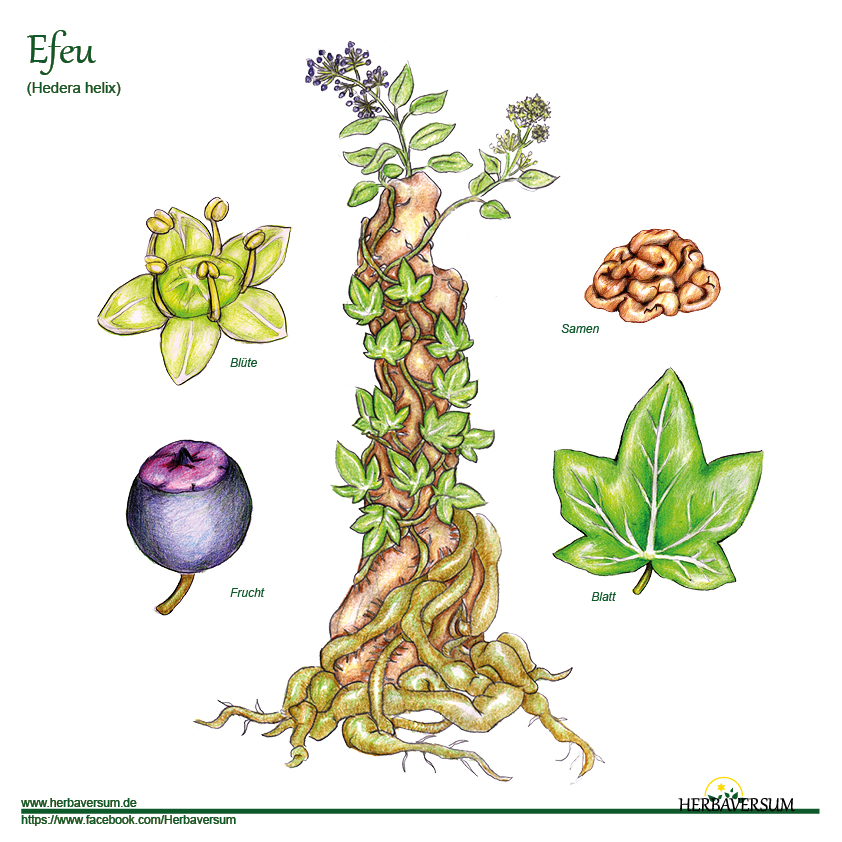 Detail-Zeichnung Efeu