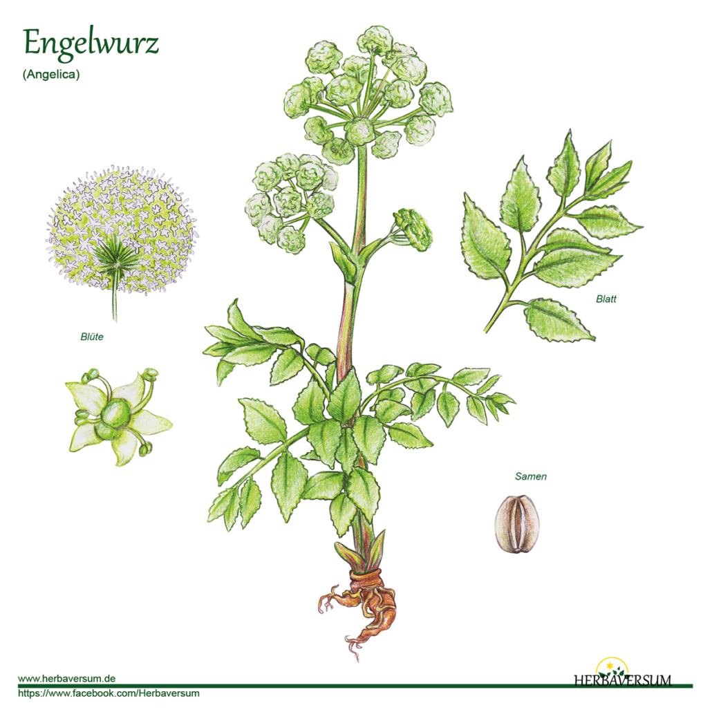 Detail-Zeichnung Engelwurz