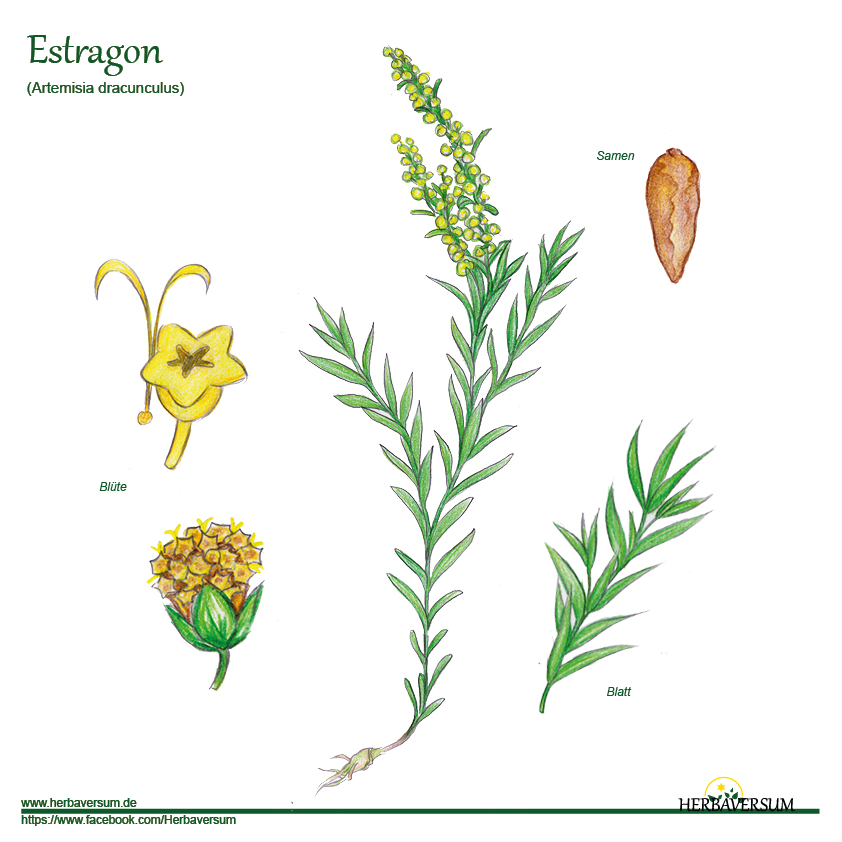 Detail-Zeichnung Estragon