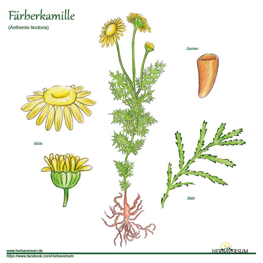 Detail-Zeichnung Färberkamille