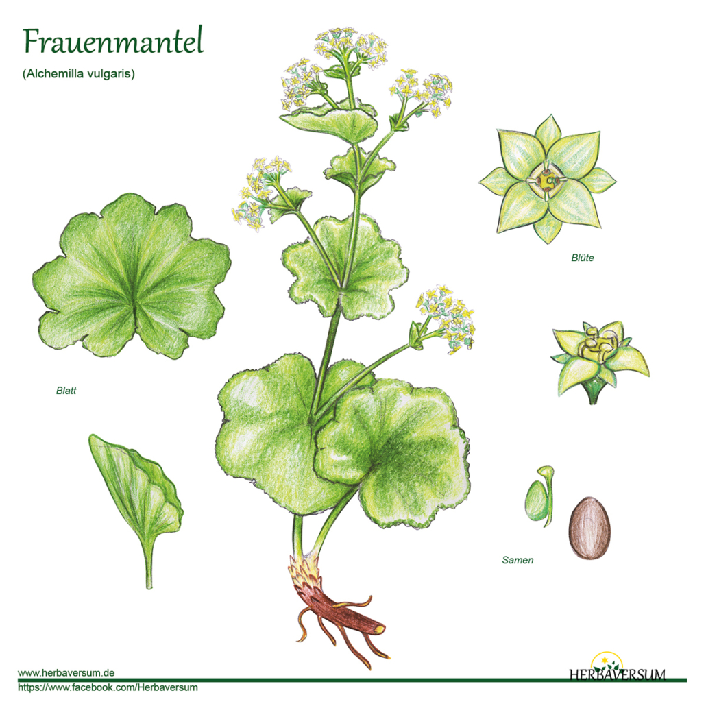 Detail-Zeichnung Frauenmantel