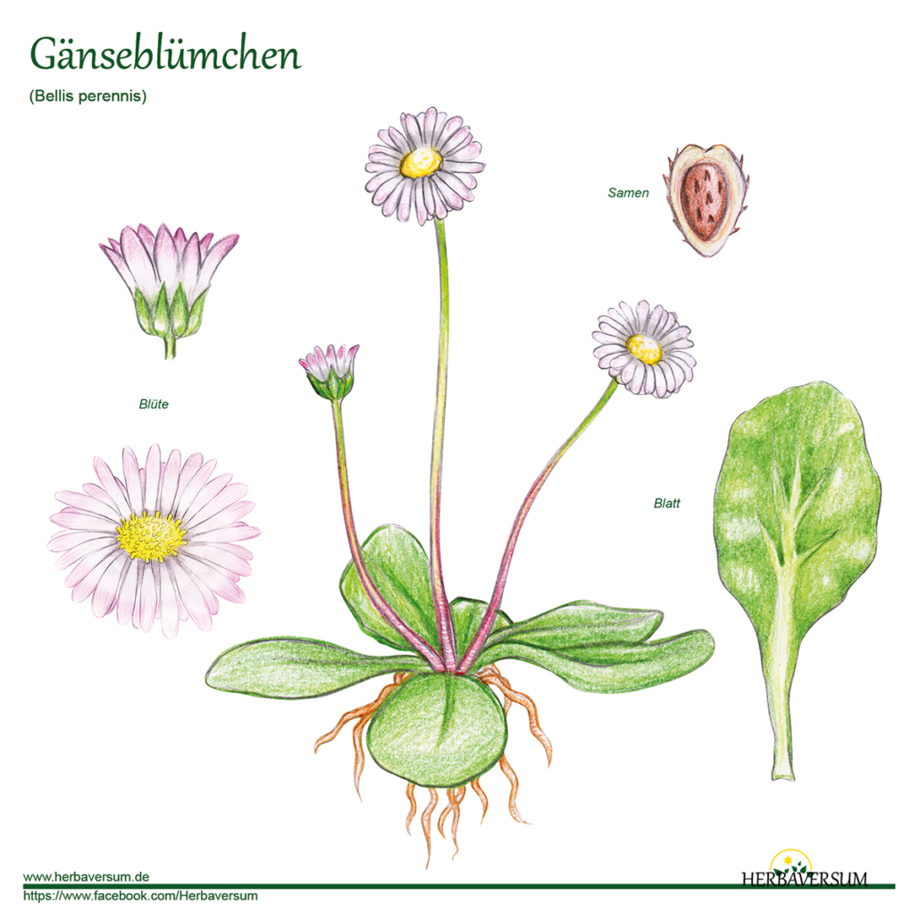 Detail-Zeichnung Gänseblümchen