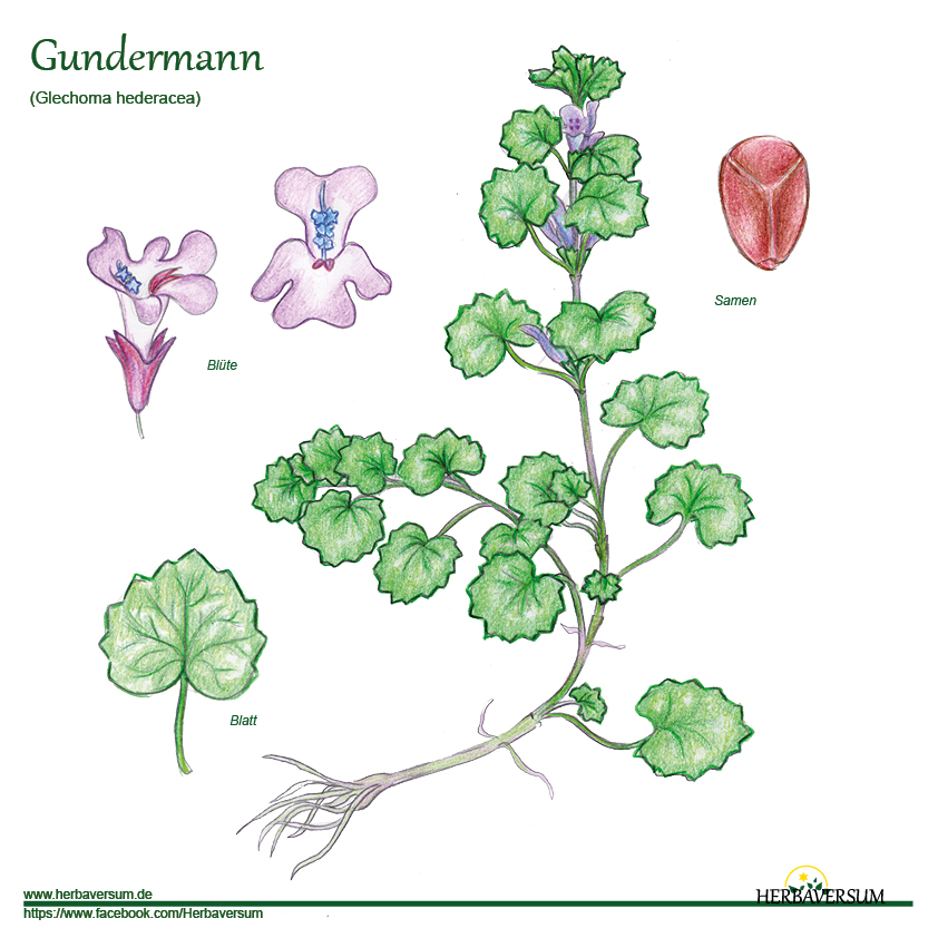 Detail-Zeichnung Gundermann