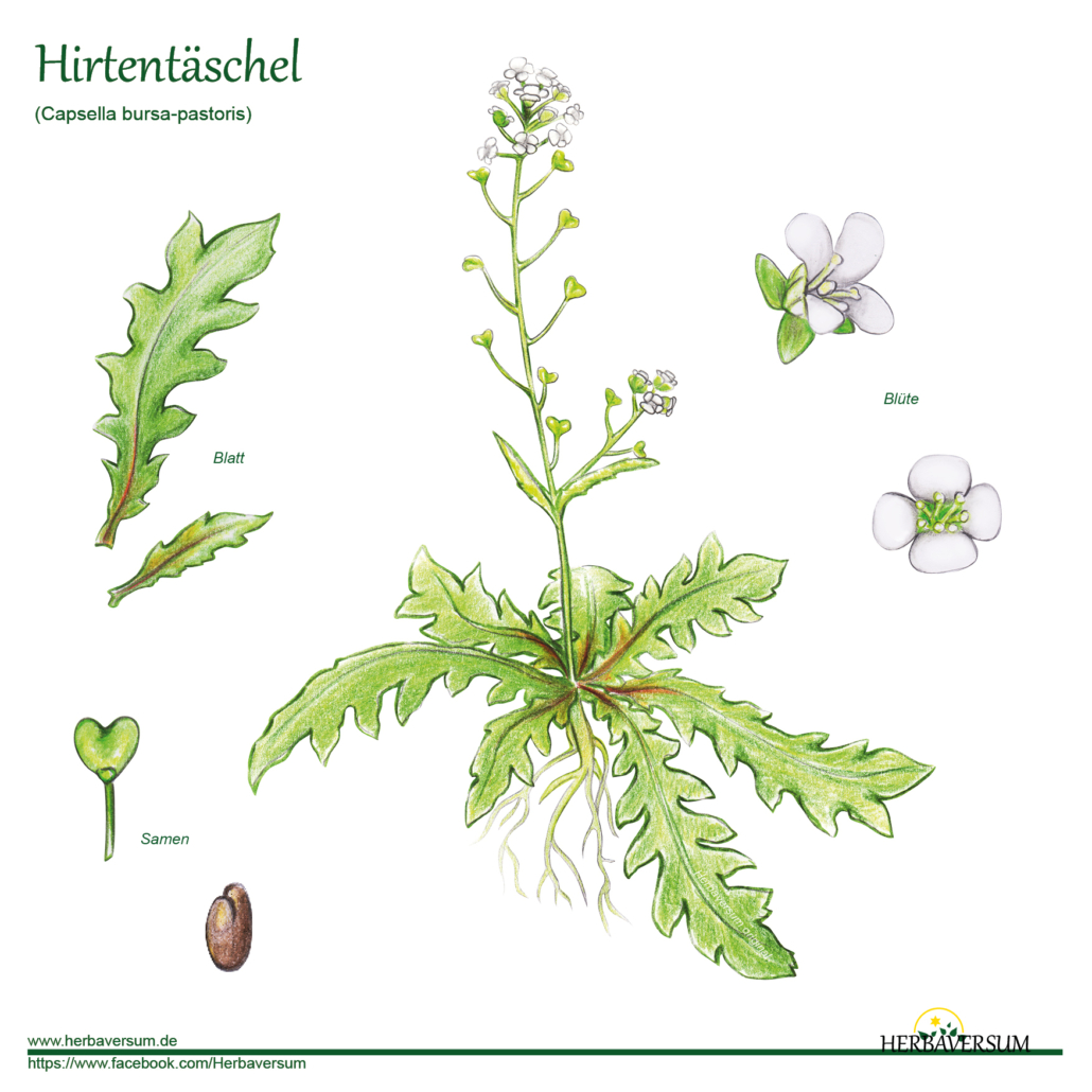 Detail-Zeichnung Hirtentäschel