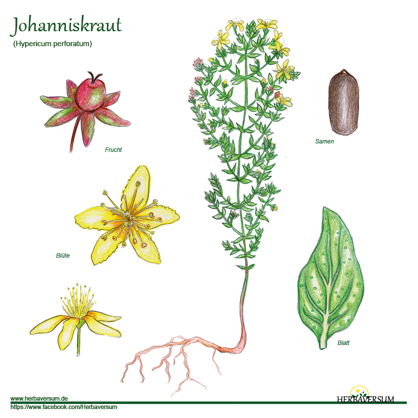 Detail-Zeichnung Johanniskraut