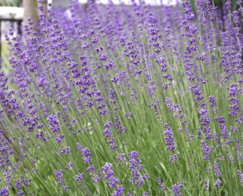 Lavendel
