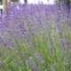 Lavendel