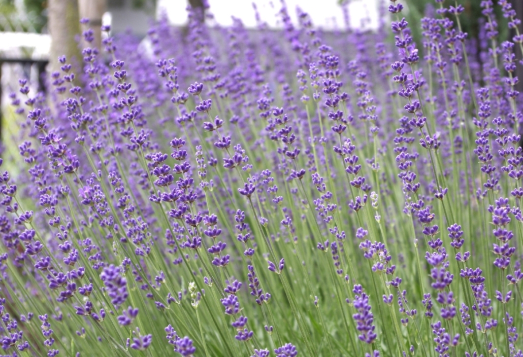 Lavendel