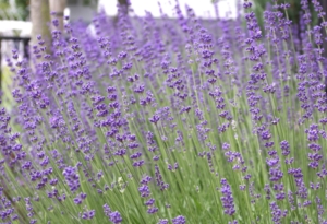 Lavendel