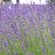 Lavendel