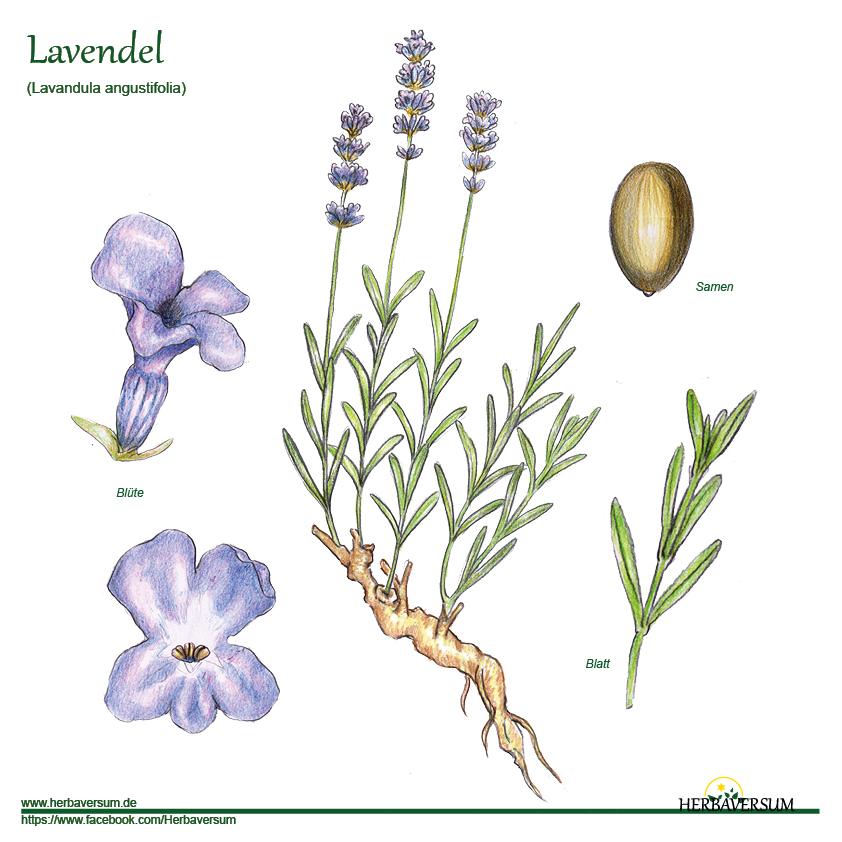 Detail-Zeichnung Lavendel