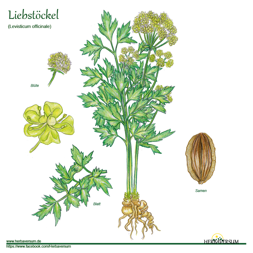 Detail-Zeichnung Liebstöckel