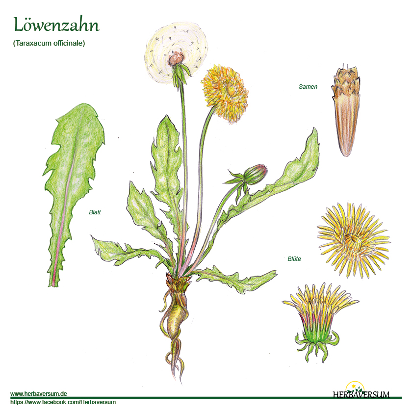 Detail-Zeichnung Löwenzahn