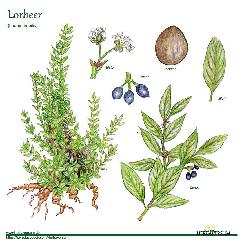 Detail-Zeichnung Lorbeer