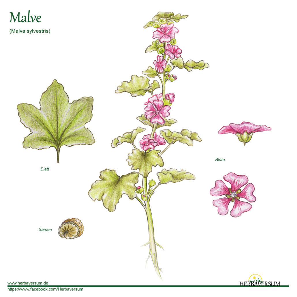 Detail-Zeichnung Malve