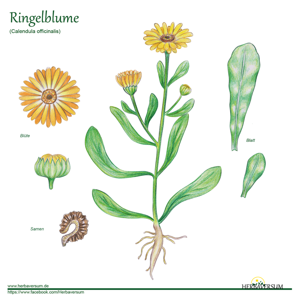 Detail-Zeichnung Ringelblume