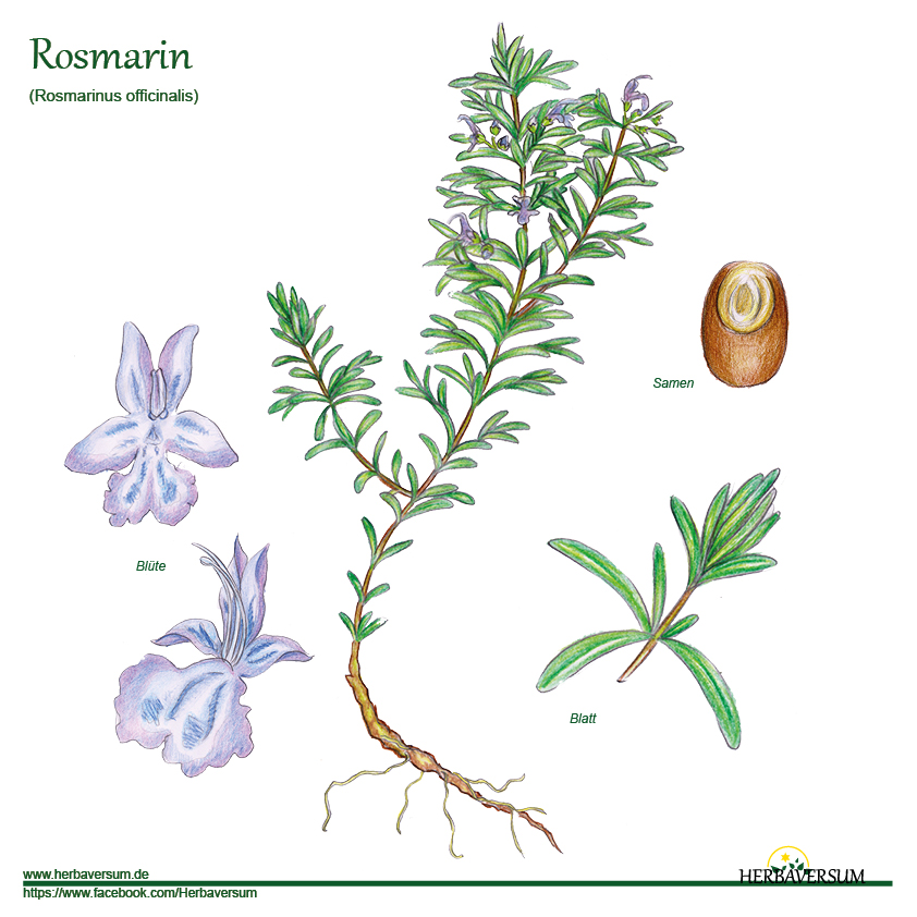 Detail-Zeichnung Rosmarin