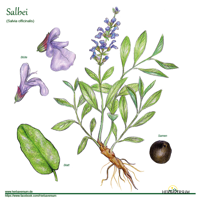Detail-Zeichnung Salbei