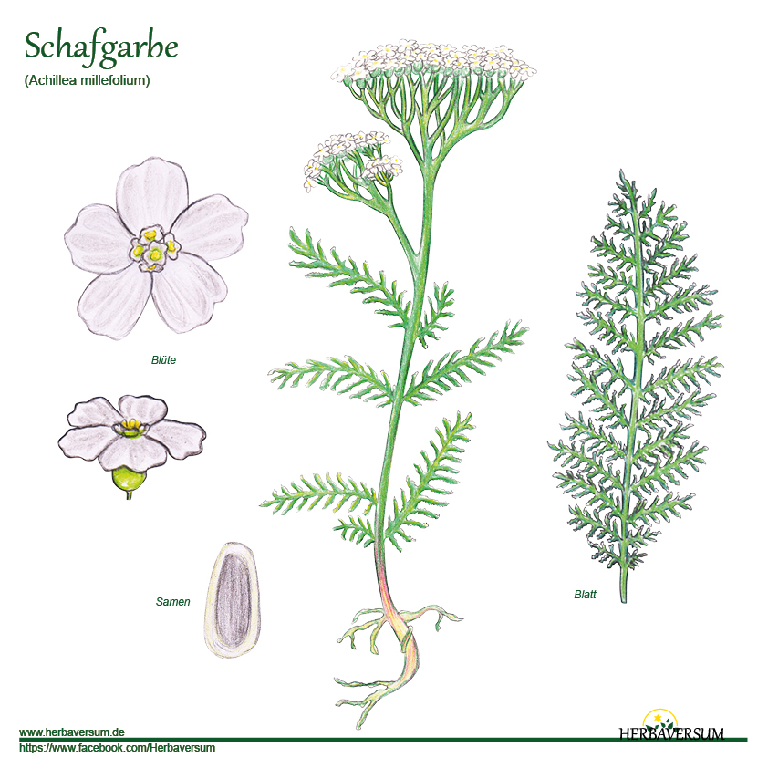 Detail-Zeichnung Schafgarbe