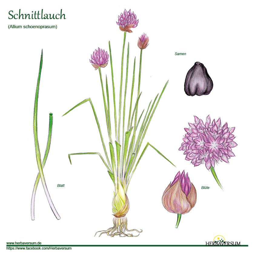 Detail-Zeichnung Schnittlauch