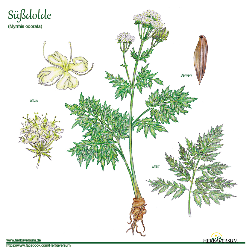 Detail-Zeichnung Süßdolde