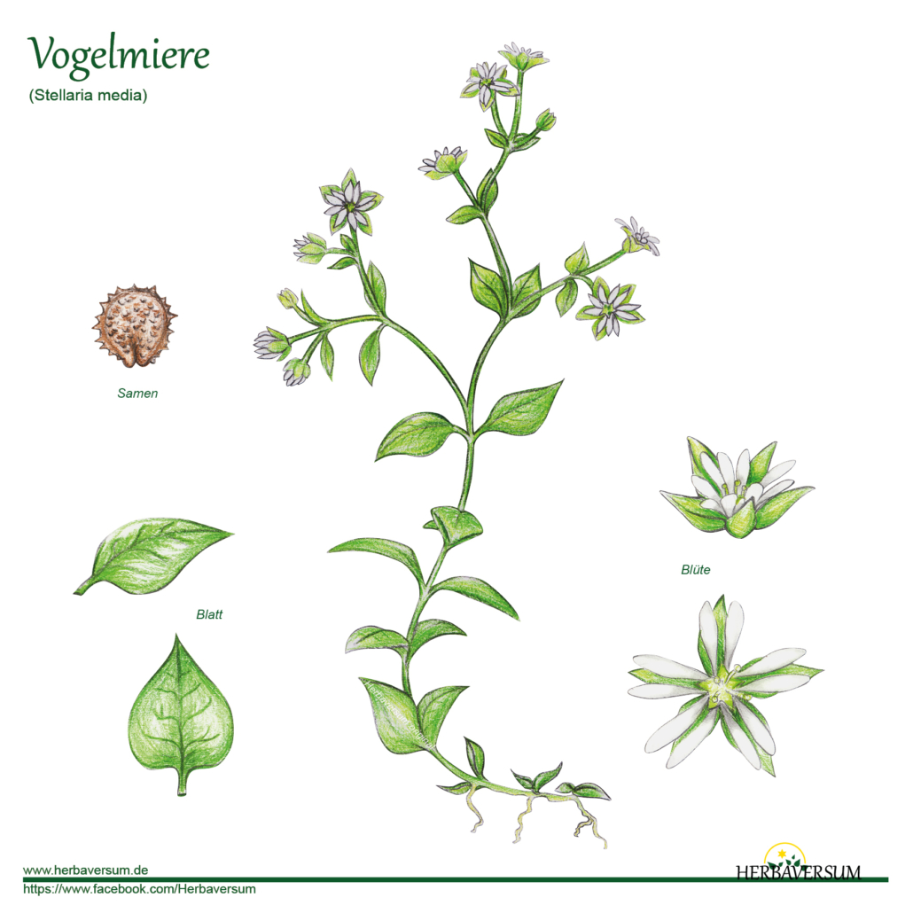 Detail-Zeichnung Vogelmiere