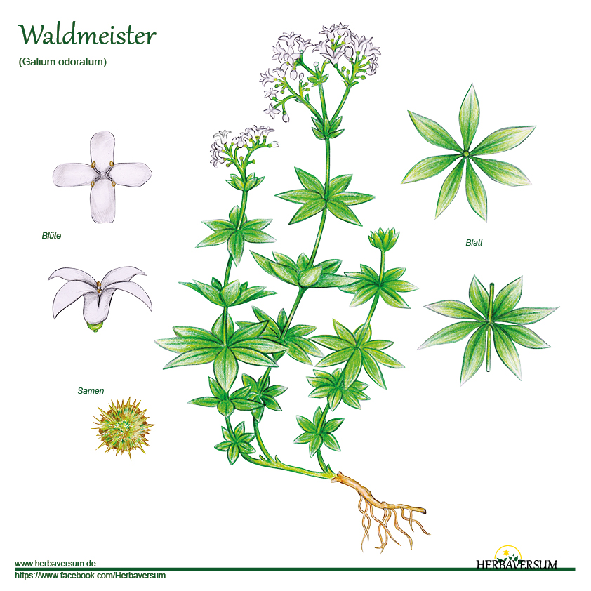 Detail-Zeichnung Waldmeister