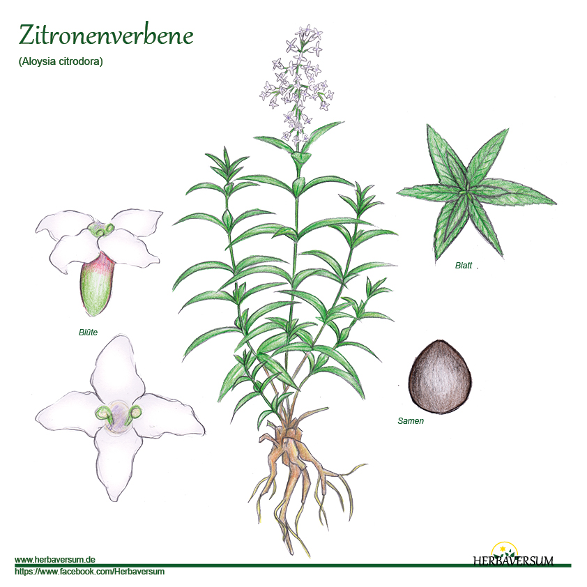 Detail-Zeichnung Zitronenverbene