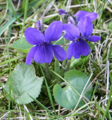 Veilchen - Duftveilchen - Viola Odorata
