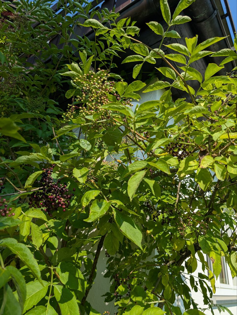 Holunder-Beeren, grün (unreif) und fast schwarz (fast reif)